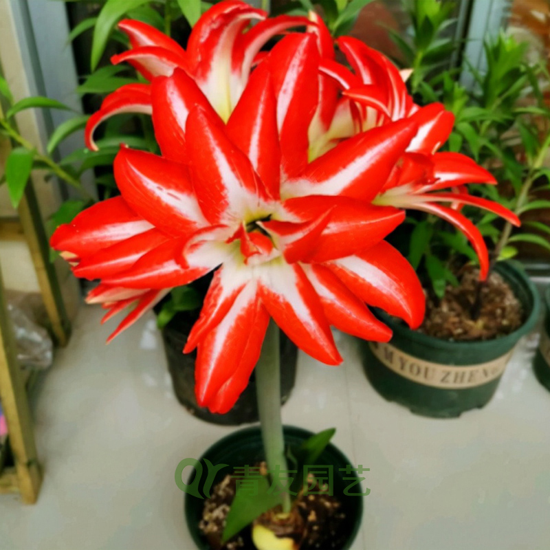 朱頂紅