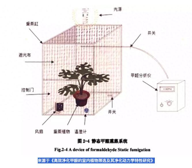 公司用綠蘿除甲醛，到底靠不靠譜？