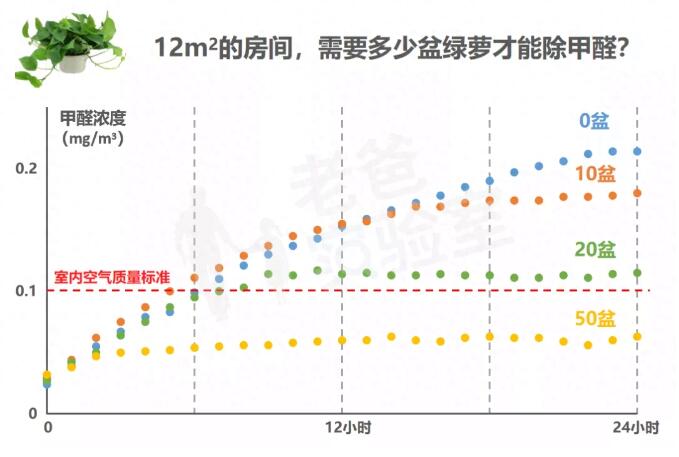 公司用綠蘿除甲醛，到底靠不靠譜？