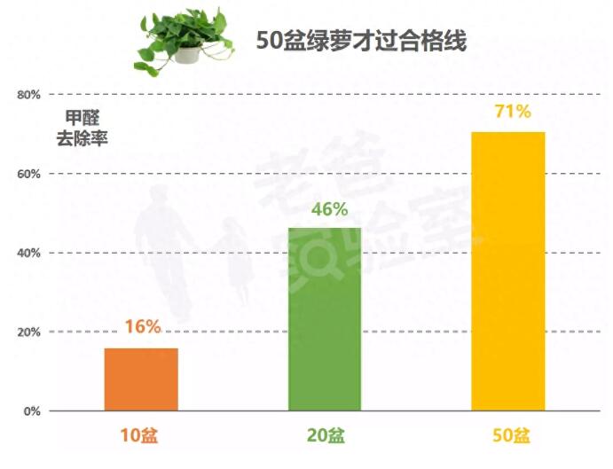 公司用綠蘿除甲醛，到底靠不靠譜？