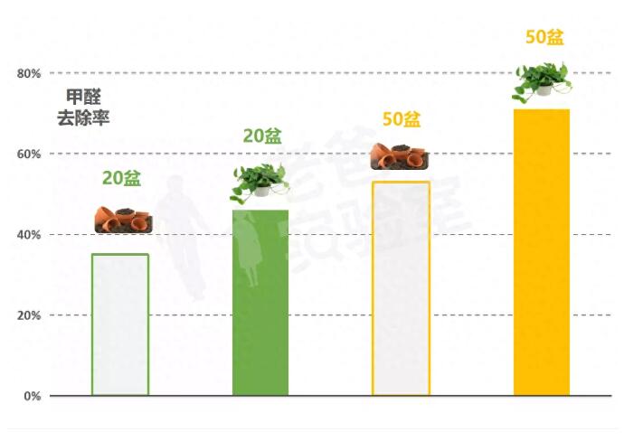 公司用綠蘿除甲醛，到底靠不靠譜？